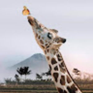 Meet your Posher, Concepcion